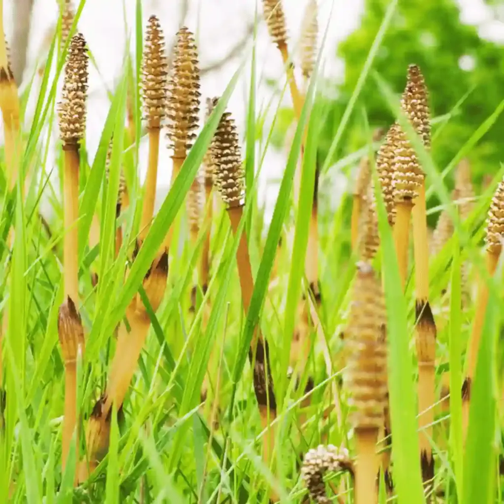 horsetail extract