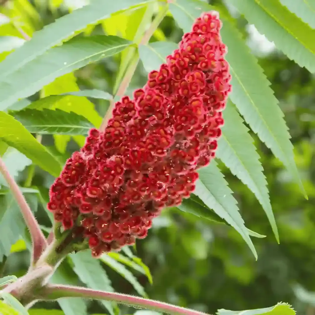 sumac